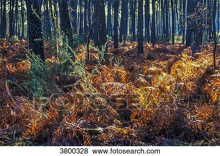 France, Landes, burnt ferns in Fall in a martitme pine forest View Large Photo Image Stock Photo - France, Landes, burnt ferns in Fall in a martitme pine forest. Fotosearch