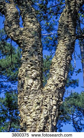 France, Landes, cork oak in the maritime pine forest View Large Photo Image Stock Photography - France, Landes, cork oak in the maritime pine forest. Fotosearch
