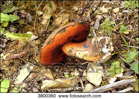Stock Image - France, Landes, dotted stem bolete. Fotosearch