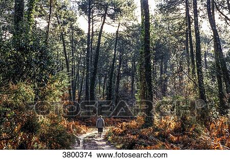 France, Landes, elderly lady walking in the maritime pine forest in Fall View Large Photo Image Picture - France, Landes, elderly lady walking in the maritime pine forest in Fall. Fotosearch
