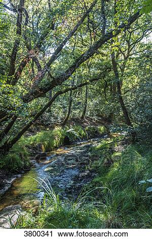 France, Landes, Landes de Gascogne Regional Natural Park, La Grande Lande ecomuseum in Marqueze, trail in the forest View Large Photo Image Stock Image - France, Landes, Landes de Gascogne Regional Natural Park, La Grande Lande ecomuseum in Marqueze, trail in the forest. Fotosearch