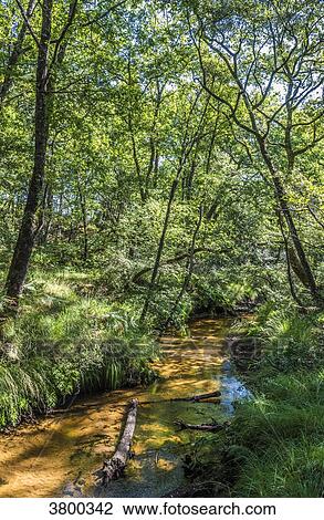 France, Landes, Landes de Gascogne Regional Natural Park, Grande Lande ecomuseum in Marqueze, trail in the forest View Large Photo Image Stock Image - France, Landes, Landes de Gascogne Regional Natural Park, Grande Lande ecomuseum in Marqueze, trail in the forest. Fotosearch