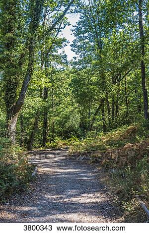 France, Landes, Landes de Gascogne Regional Natural Park, Grande Lande ecomuseum in Marqueze, trail in the forest View Large Photo Image Stock Image - France, Landes, Landes de Gascogne Regional Natural Park, Grande Lande ecomuseum in Marqueze, trail in the forest. Fotosearch