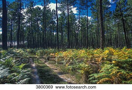 France, Landes, Landes de Gascogne Regional Natural Park, trail borded by ferns in the maritime pine forest View Large Photo Image Stock Photo - France, Landes, Landes de Gascogne Regional Natural Park, trail borded by ferns in the maritime pine forest. Fotosearch