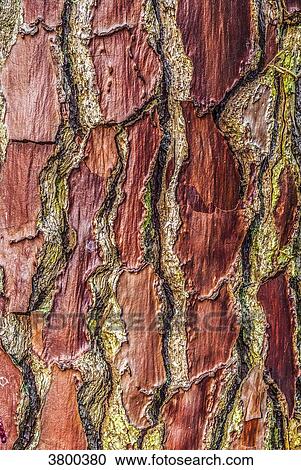 France, Landes, maritime pine bark View Large Photo Image Stock Image - France, Landes, maritime pine bark. Fotosearch