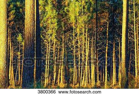 France, Landes, maritime pine forest at sunset View Large Photo Image Stock Photograph - France, Landes, maritime pine forest at sunset. Fotosearch