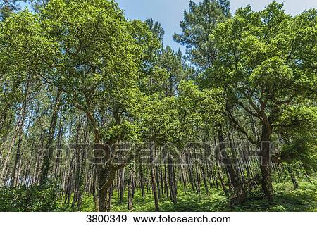 France, Landes, Mimizan, forest of maritime pines and cork oaks View Large Photo Image Stock Photo - France, Landes, Mimizan, forest of maritime pines and cork oaks. Fotosearch