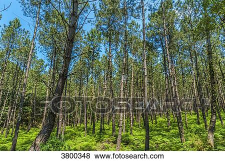 France, Landes, Mimizan, maritime pine forest View Large Photo Image Stock Photo - France, Landes, Mimizan, maritime pine forest. Fotosearch