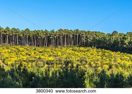 France, Landes, oung maritime pines and yellow broom View Large Photo Image Stock Image - France, Landes, oung maritime pines and yellow broom. Fotosearch