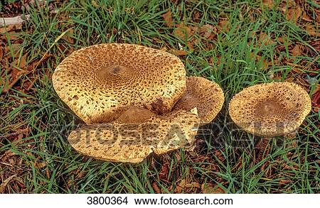 France, Landes, parasol mushrooms View Large Photo Image Picture - France, Landes, parasol mushrooms. Fotosearch