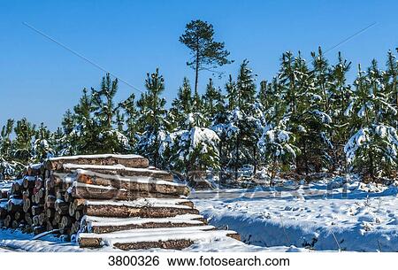 France, Landes, snow-covered pine wood pile on the side of the road View Large Photo Image Stock Photograph - France, Landes, snow-covered pine wood pile on the side of the road. Fotosearch