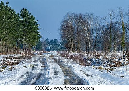 France, Landes, snow-covered road in th emaritime pine forest View Large Photo Image Stock Photography - France, Landes, snow-covered road in th emaritime pine forest. Fotosearch