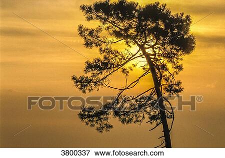France, Landes, sunset behind a maritime pine View Large Photo Image Stock Photo - France, Landes, sunset behind a maritime pine. Fotosearch