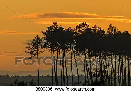 France, Landes, sunset behind maritime pines View Large Photo Image Stock Photograph - France, Landes, sunset behind maritime pines. Fotosearch
