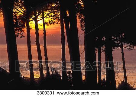 France, Landes, sunset over the ocean through maritime pines View Large Photo Image Stock Image - France, Landes, sunset over the ocean through maritime pines. Fotosearch