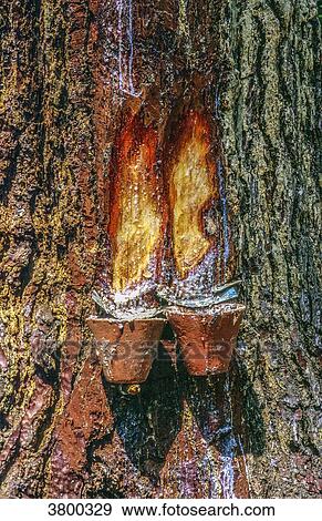 France, Landes, tree tapping, jars used to collect maritime pine resin View Large Photo Image Stock Photo - France, Landes, tree tapping, jars used to collect maritime pine resin. Fotosearch