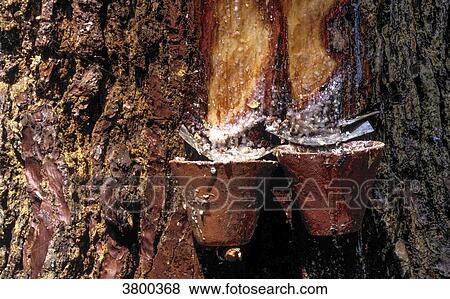 France, Landes, tree tapping, jars used to collect maritime pine resin View Large Photo Image Stock Photo - France, Landes, tree tapping, jars used to collect maritime pine resin. Fotosearch