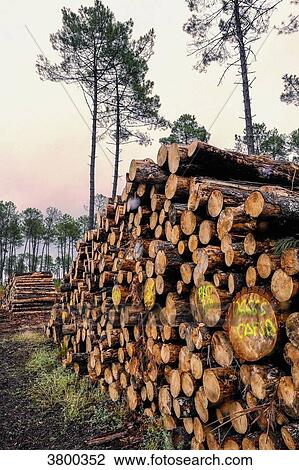 France, Landes, woodpile in the maritime pine forest View Large Photo Image Stock Image - France, Landes, woodpile in the maritime pine forest. Fotosearch