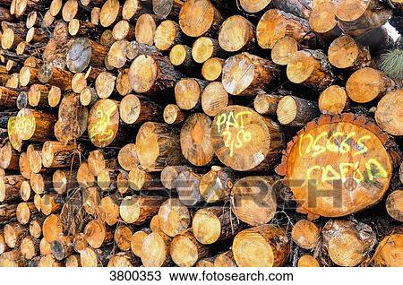France, Landes, woodpile in the marittime pine forest View Large Photo Image Stock Image - France, Landes, woodpile in the marittime pine forest. Fotosearch