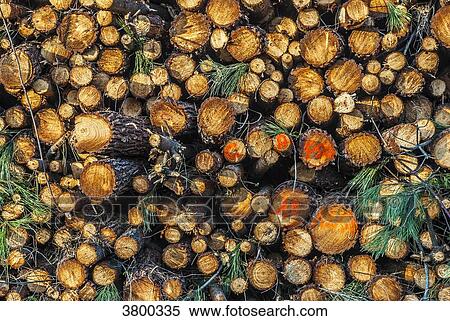 France, Landes, woodpile in the maritime pine forest View Large Photo Image Stock Photography - France, Landes, woodpile in the maritime pine forest. Fotosearch
