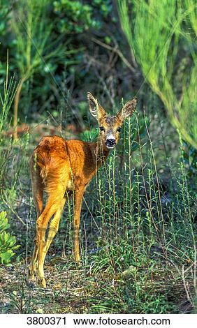France, Landes, young fawn in the forest View Large Photo Image Stock Image - France, Landes, young fawn in the forest. Fotosearch