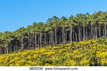 France, Landes, young maritime pines and yellow broom View Large Photo Image Stock Photo - France, Landes, young maritime pines and yellow broom. Fotosearch