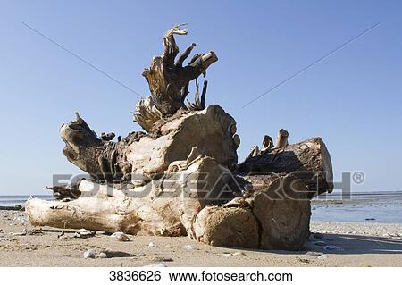 Stock Photograph - France, Les Moutiers-en-Retz, a tree stump lying on the beach.. Fotosearch