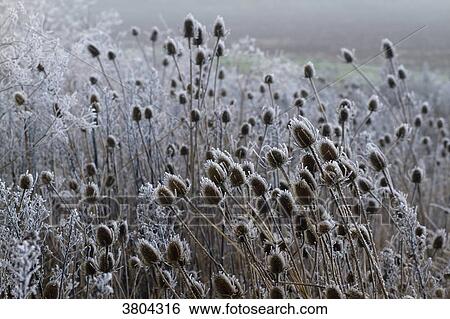 Stock Photograph - France, Les Moutiers-en-Retz, cardoons covered with white frost.. Fotosearch