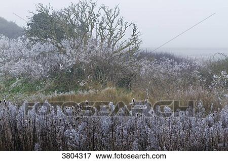 France, Les Moutiers-en-Retz, countryside covered with white frost. View Large Photo Image Stock Photo - France, Les Moutiers-en-Retz, countryside covered with white frost.. Fotosearch