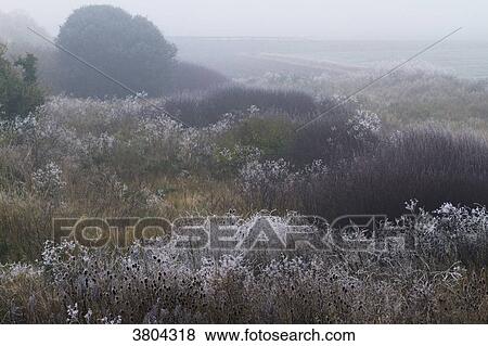 Stock Photo - France, Les Moutiers-en-Retz, countryside covered with white frost.. Fotosearch