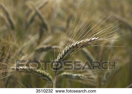 France, Limousin, closeup of an ear of triticale, hybrid of wheat and rye. View Large Photo Image Stock Image - France, Limousin, closeup of an ear of triticale, hybrid of wheat and rye.. Fotosearch