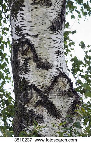 France, Limousin, Lac de Vassiviere, Birch tree. View Large Photo Image Stock Photo - France, Limousin, Lac de Vassiviere, Birch tree.. Fotosearch