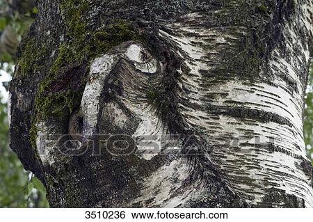 France, Limousin, Lac de Vassiviere, Birch tree. View Large Photo Image Stock Photograph - France, Limousin, Lac de Vassiviere, Birch tree.. Fotosearch