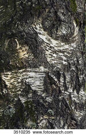 Stock Photography - France, Limousin, Lac de Vassiviere, Birch tree.. Fotosearch