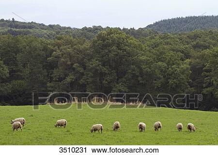 Stock Image - France, Limousin, sheep in the countryside near Aubusson.. Fotosearch