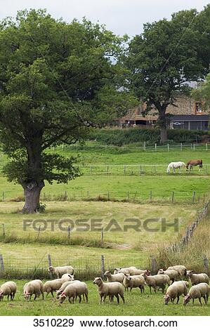 France, Limousin, sheep in the countryside. View Large Photo Image Stock Photo - France, Limousin, sheep in the countryside.. Fotosearch
