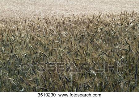 France, Limousin, triticale field, hybrid of wheat and rye, near Aubusson. View Large Photo Image Stock Image - France, Limousin, triticale field, hybrid of wheat and rye, near Aubusson.. Fotosearch
