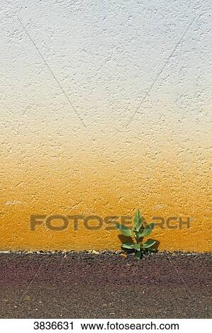 France, Nantes, a plant growing at the foot of a wall. View Large Photo Image Stock Image - France, Nantes, a plant growing at the foot of a wall.. Fotosearch