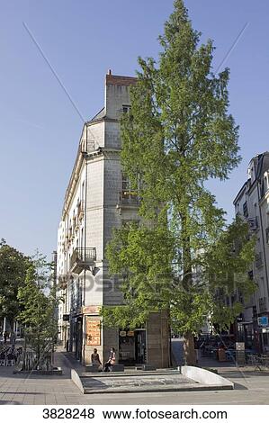 Stock Photo - France, Nantes, a tree in the spring.. Fotosearch
