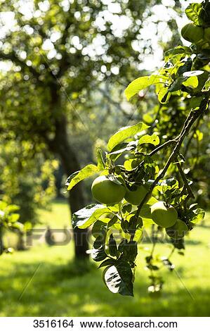 France, Normandy, apple trees in a countryside garden View Large Photo Image Picture - France, Normandy, apple trees in a countryside garden. Fotosearch