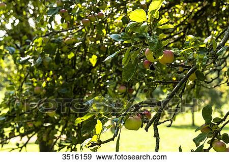 France, Normandy, apple trees in a countryside garden View Large Photo Image Stock Photo - France, Normandy, apple trees in a countryside garden. Fotosearch