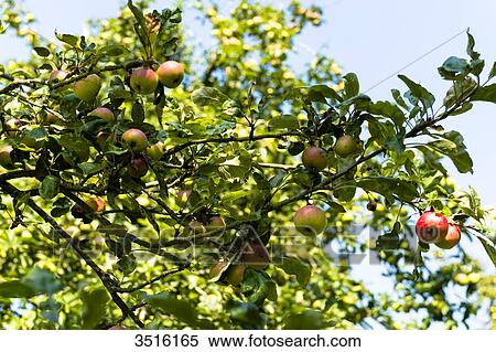 France, Normandy, apple trees in a countryside garden View Large Photo Image Stock Photography - France, Normandy, apple trees in a countryside garden. Fotosearch