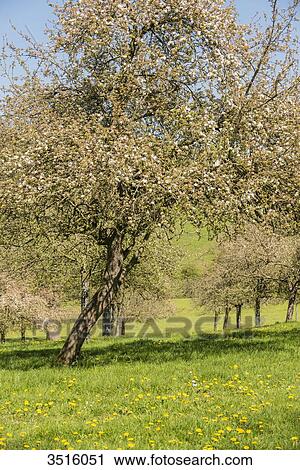 France, Normandy, apple trees in blossom View Large Photo Image Stock Image - France, Normandy, apple trees in blossom. Fotosearch