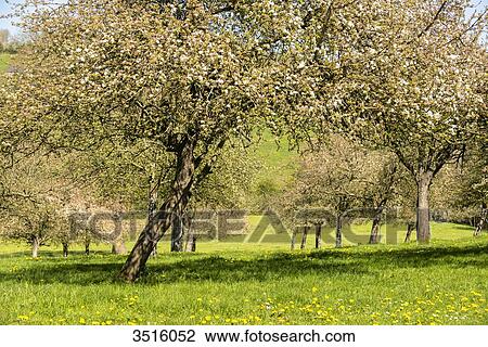 France, Normandy, apple trees in blossom View Large Photo Image Stock Image - France, Normandy, apple trees in blossom. Fotosearch