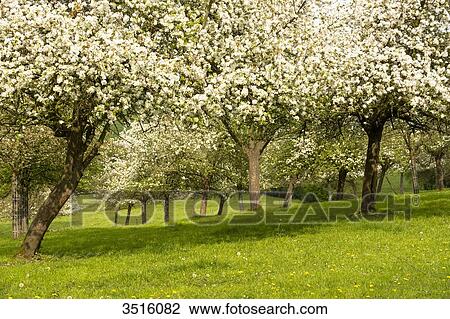 France, Normandy, apple trees in blossom in the countryside View Large Photo Image Stock Image - France, Normandy, apple trees in blossom in the countryside. Fotosearch