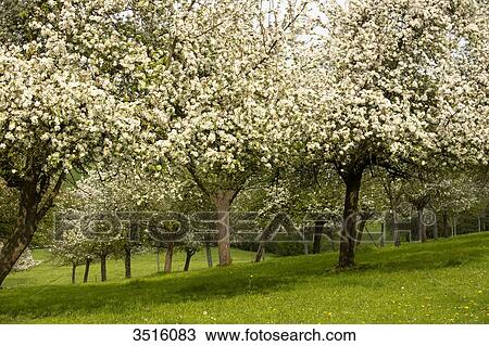 France, Normandy, apple trees in blossom in the countryside View Large Photo Image Stock Image - France, Normandy, apple trees in blossom in the countryside. Fotosearch