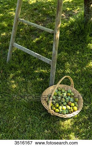 France, Normandy, basket full of plums close to a tree and a wooden scale View Large Photo Image Stock Photo - France, Normandy, basket full of plums close to a tree and a wooden scale. Fotosearch