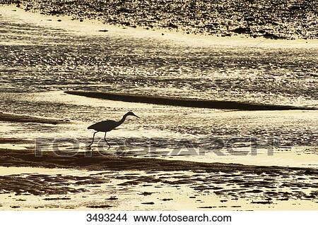 France, Normandy. Bay of Regneville-sur-Mer and Agon-Coutainville at sunset. Period of high tides. Little Egret (Egretta garzetta) looking for food at low tide. View Large Photo Image Picture - France, Normandy. Bay of Regneville-sur-Mer and Agon-Coutainville at sunset. Period of high tides. Little Egret (Egretta garzetta) looking for food at low tide.. Fotosearch