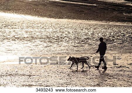 Stock Image - France, Normandy. Bay of Regneville-sur-Mer and Agon-Coutainville at sunset. Period of high tides. Man walking his dog.. Fotosearch