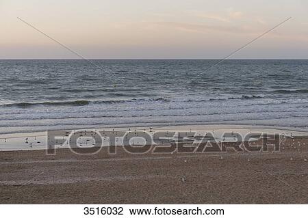 France, Normandy, birds on the beach at sunset View Large Photo Image Stock Image - France, Normandy, birds on the beach at sunset. Fotosearch